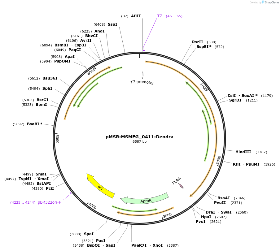 159063-plasmid-map-sequence-id-316090