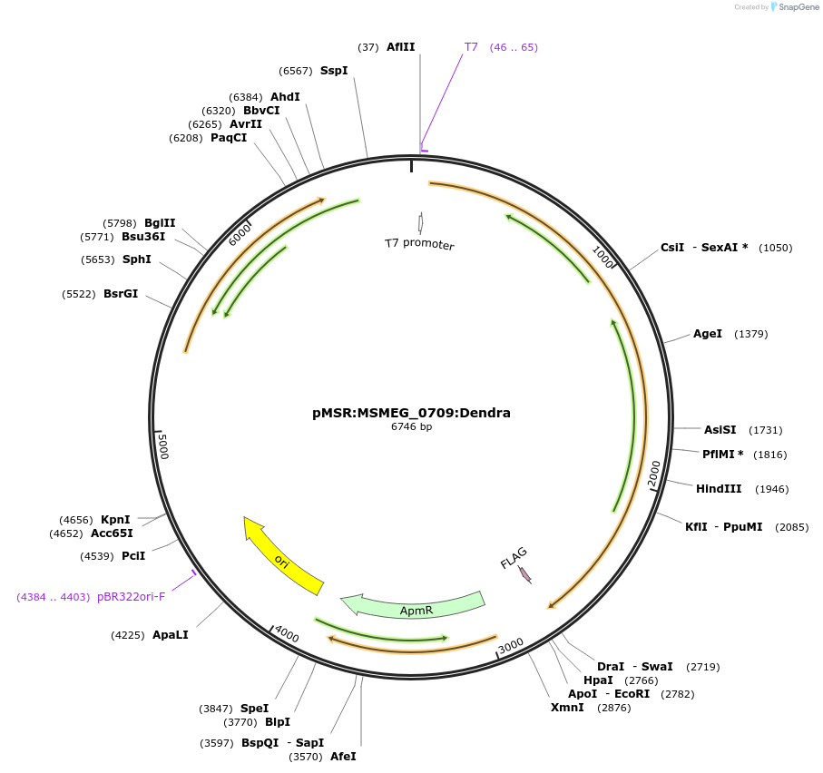 159077-plasmid-map-sequence-id-316092