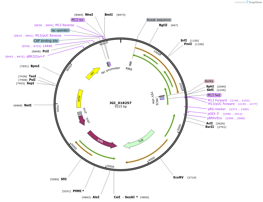 158806-plasmid-map-sequence-id-316098