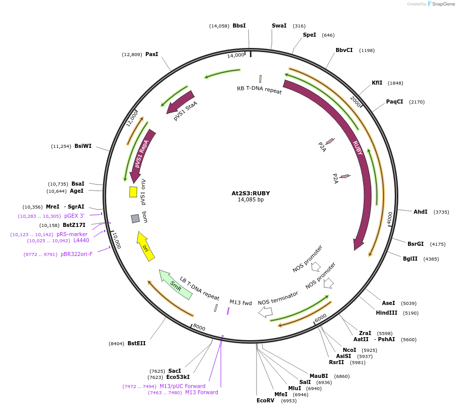 160906-plasmid-map-sequence-id-316099