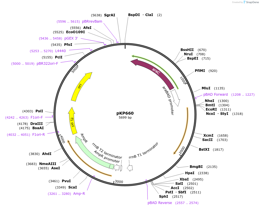 160812-plasmid-map-sequence-id-316108