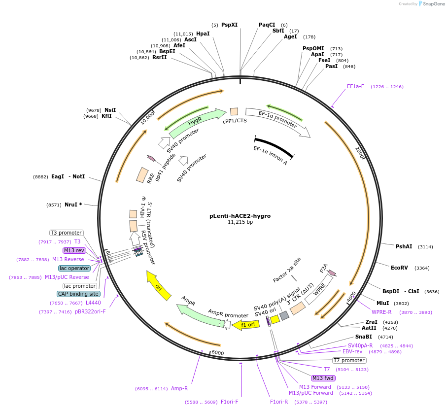 161758-plasmid-map-sequence-id-316110