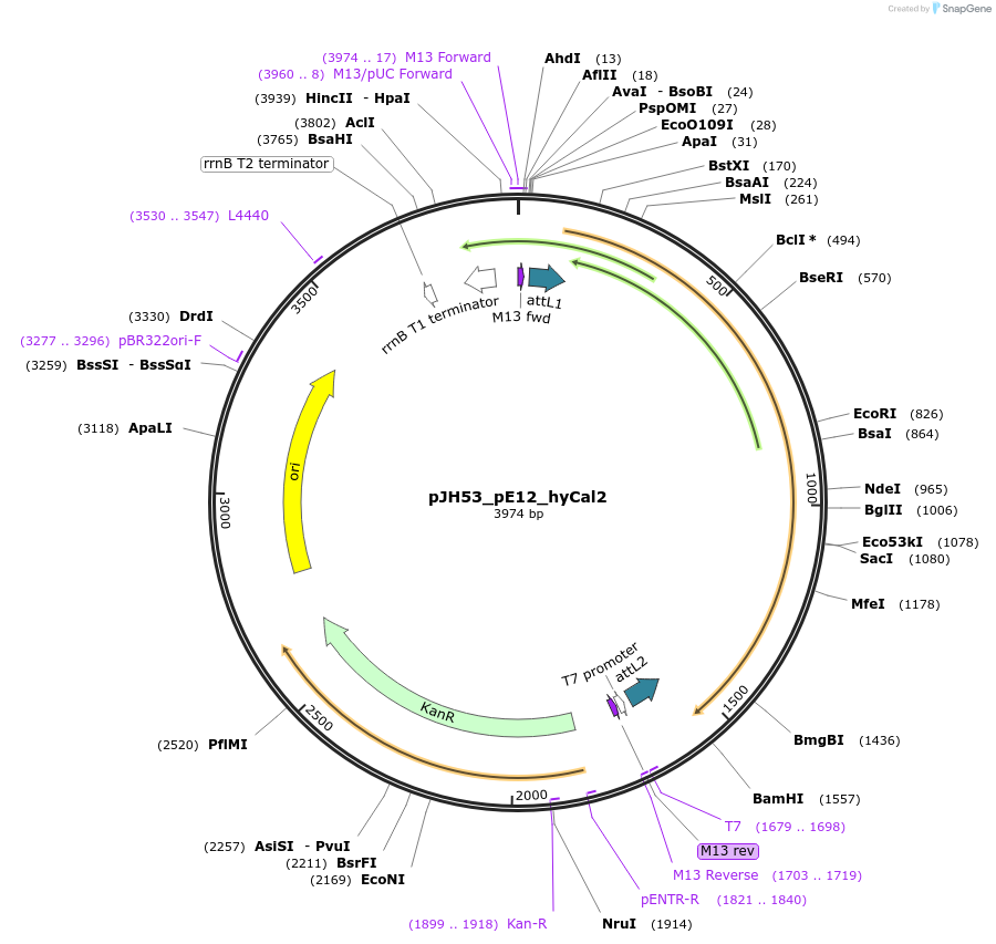 160408-plasmid-map-sequence-id-316154