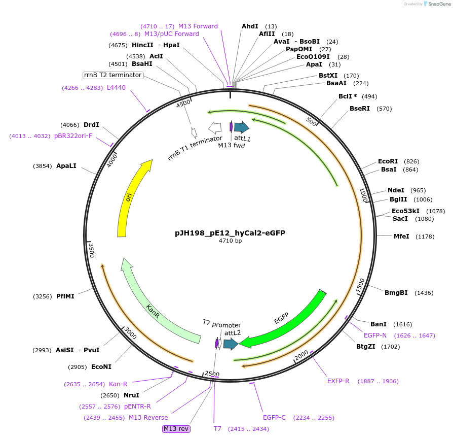 160411-plasmid-map-sequence-id-316158