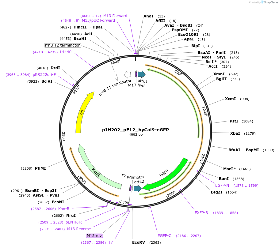 160415-plasmid-map-sequence-id-316163