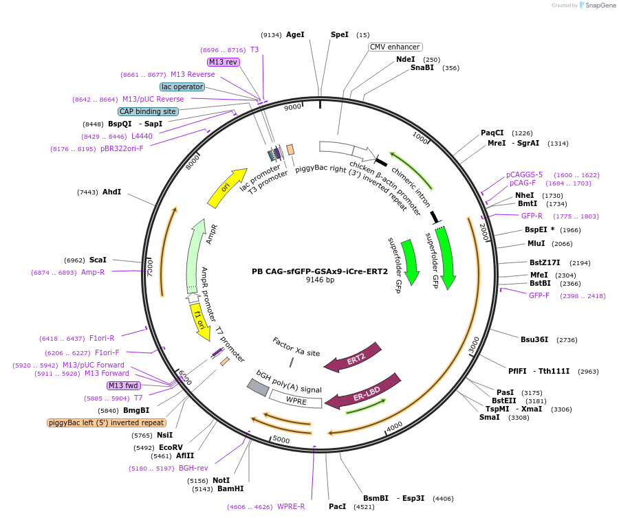 137857-plasmid-map-sequence-id-316181