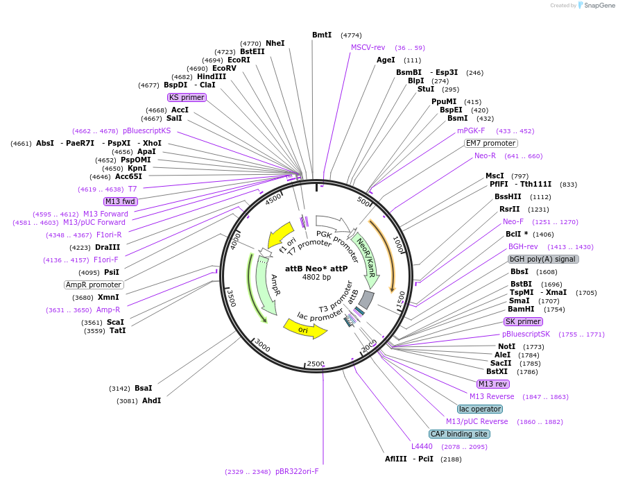 138412-plasmid-map-sequence-id-316184