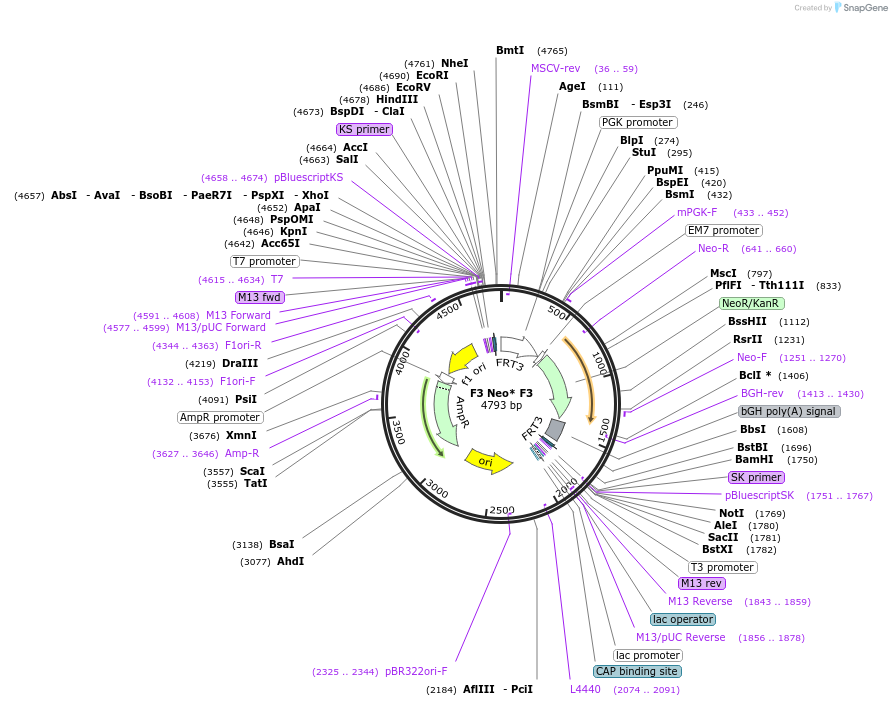 140235-plasmid-map-sequence-id-316186