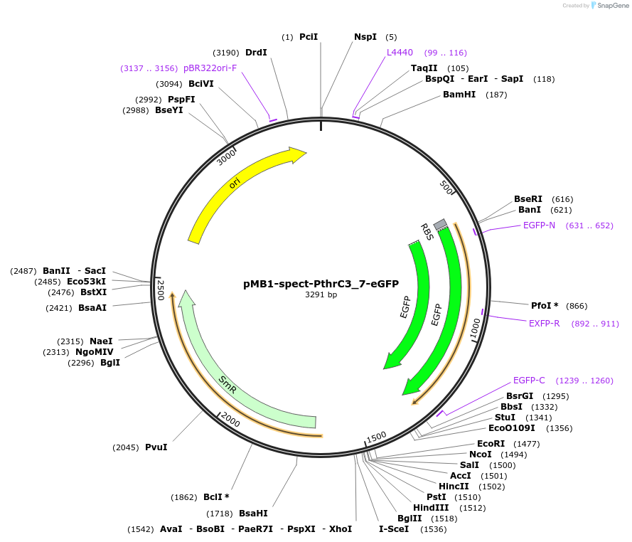 107412-plasmid-map-sequence-id-316206