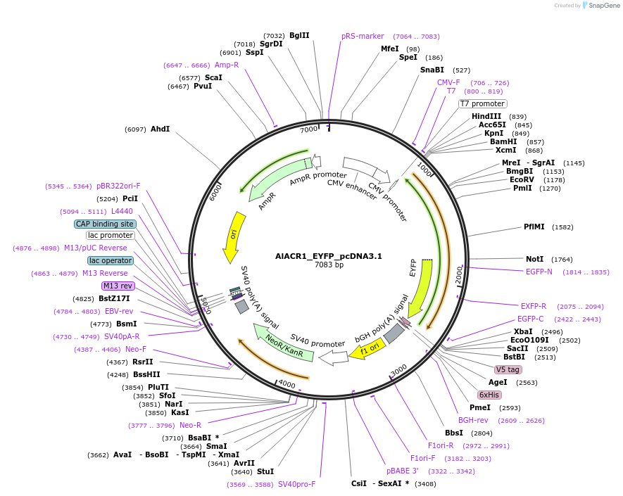 161022-plasmid-map-sequence-id-316207