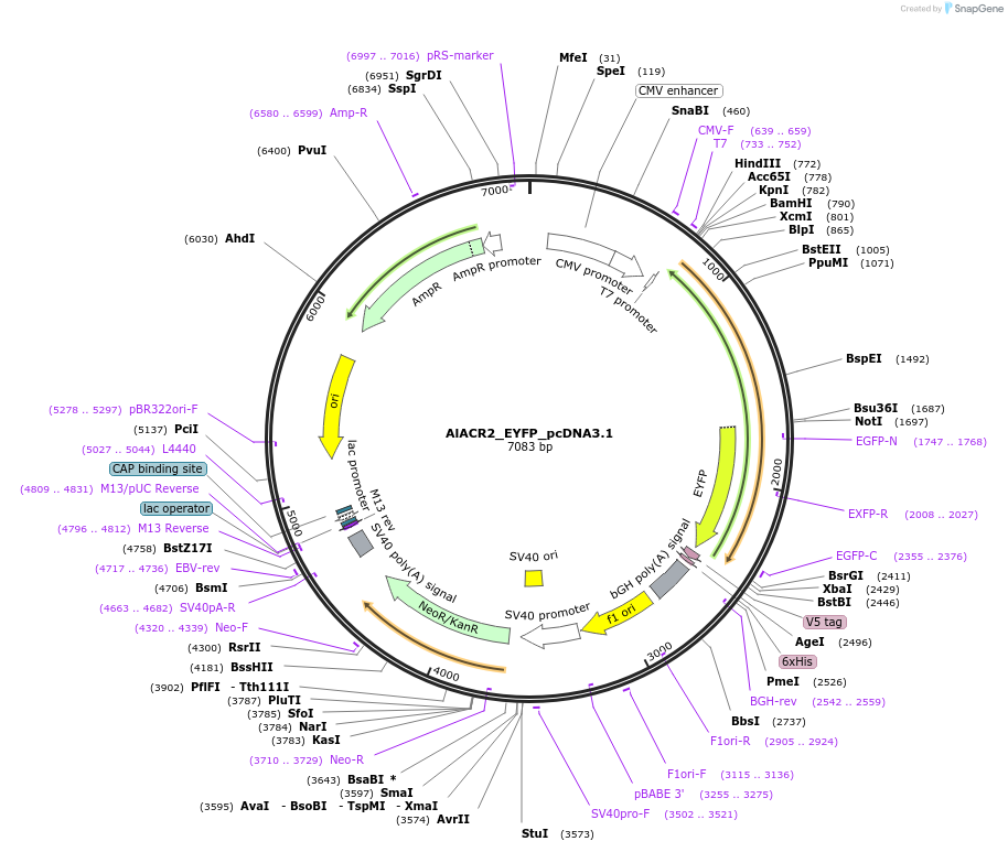 161023-plasmid-map-sequence-id-316210