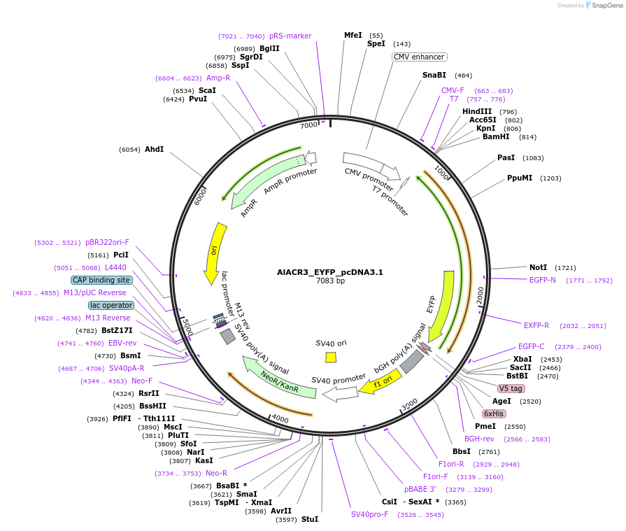 161024-plasmid-map-sequence-id-316211
