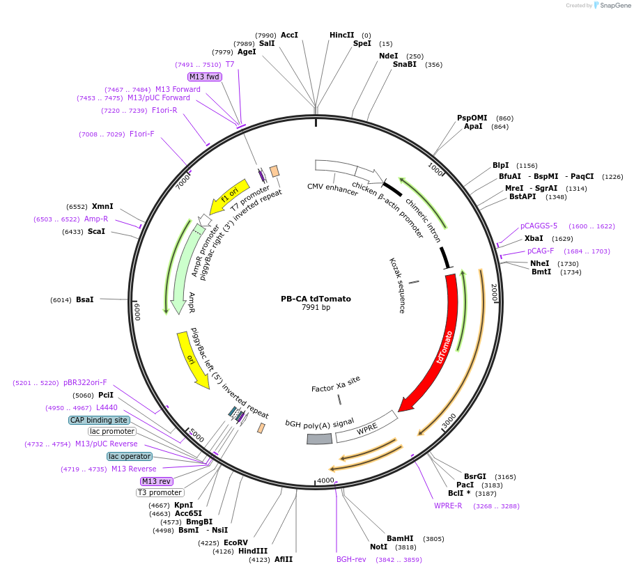 159095-plasmid-map-sequence-id-316225