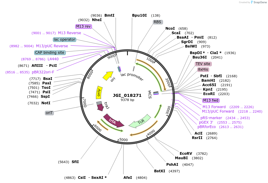 158813-plasmid-map-sequence-id-316227