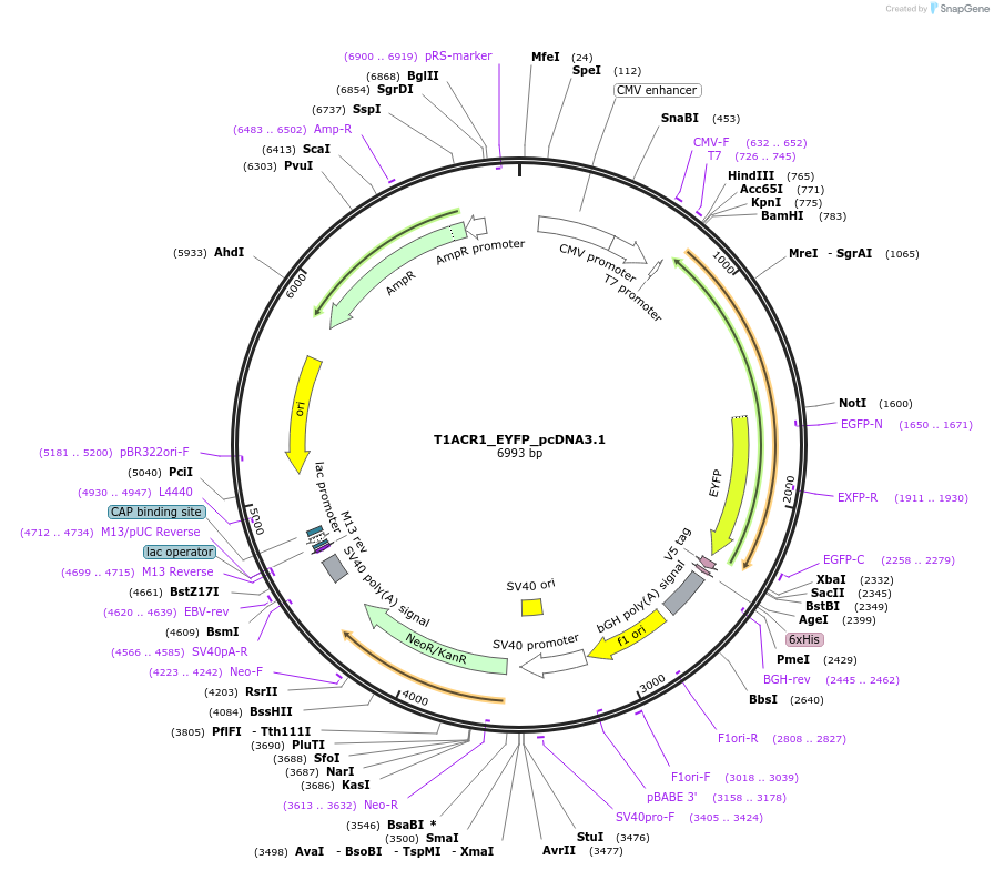 161027-plasmid-map-sequence-id-316229