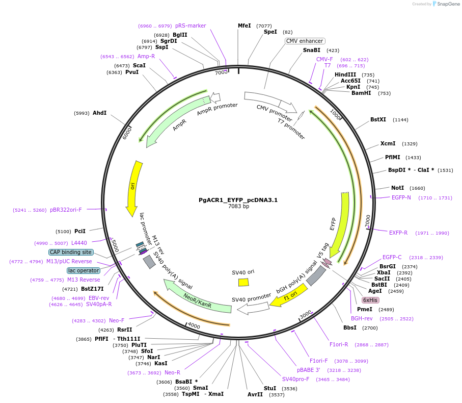 161028-plasmid-map-sequence-id-316230