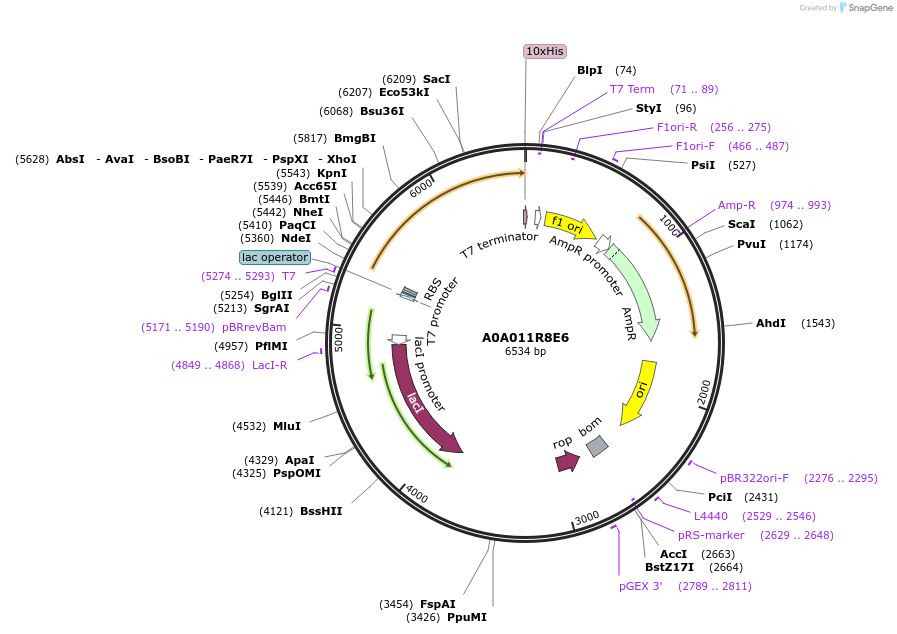 163184-plasmid-map-sequence-id-316241
