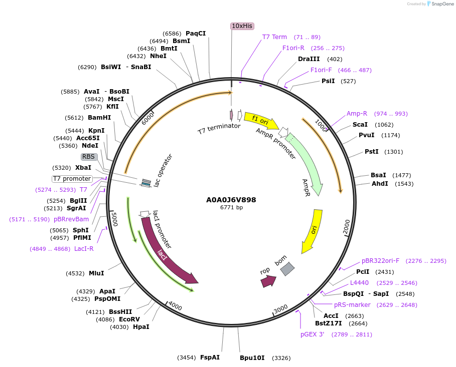 163185-plasmid-map-sequence-id-316243