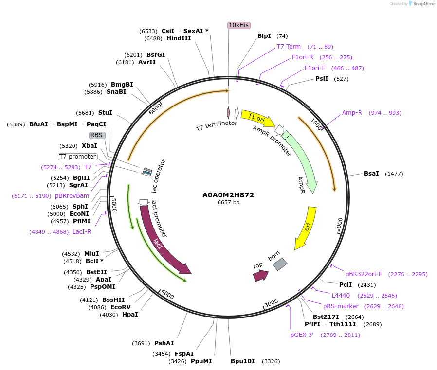 163187-plasmid-map-sequence-id-316247