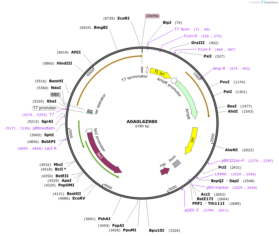 163189-plasmid-map-sequence-id-316251
