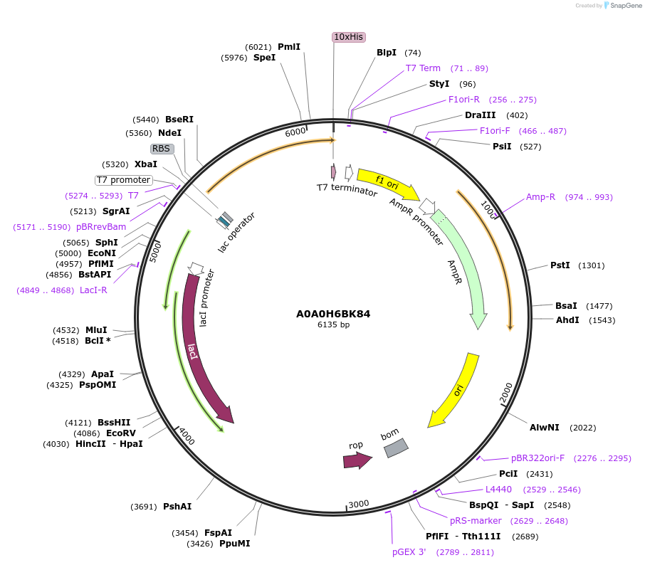 163190-plasmid-map-sequence-id-316253