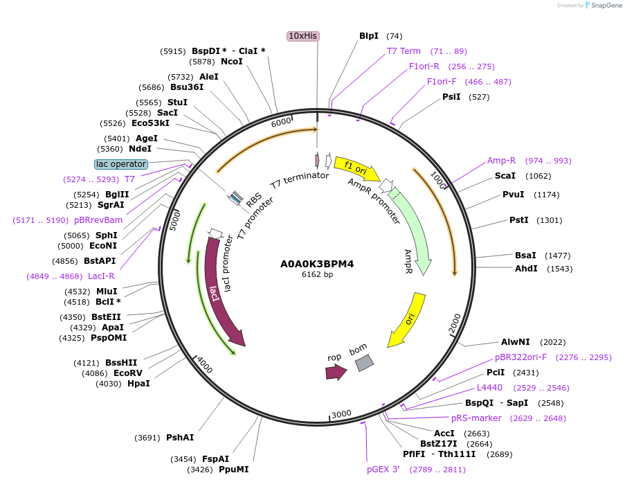 163194-plasmid-map-sequence-id-316261