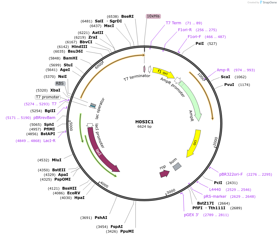 163198-plasmid-map-sequence-id-316269