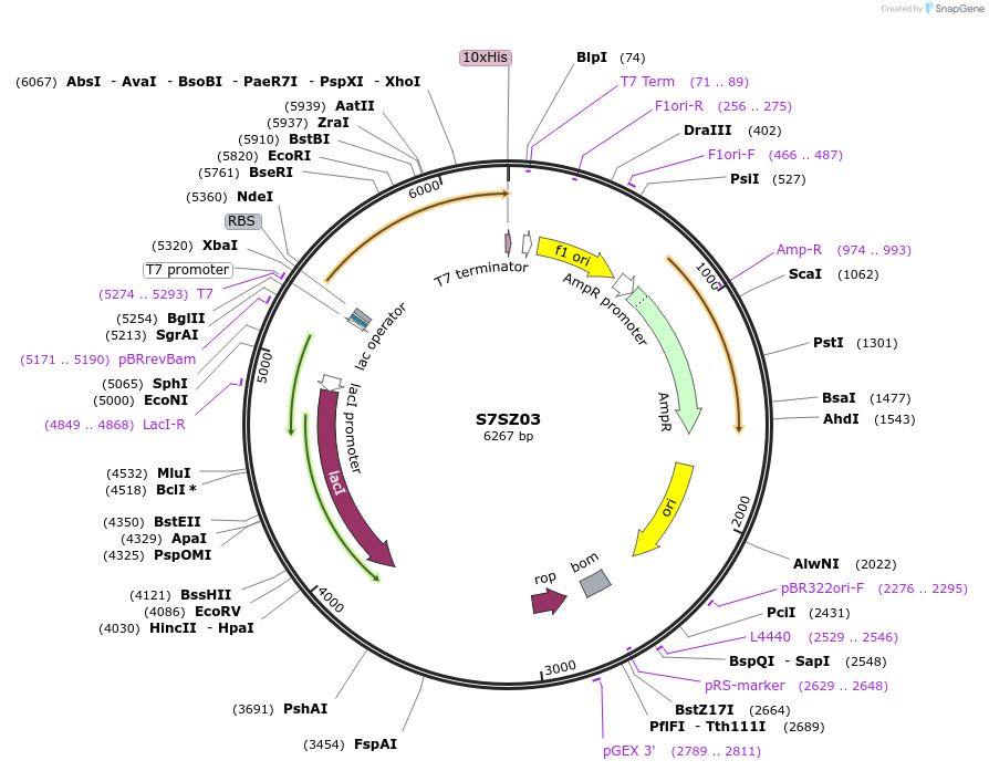 163199-plasmid-map-sequence-id-316271