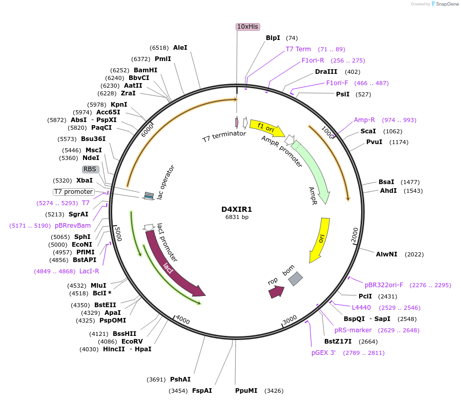 163200-plasmid-map-sequence-id-316273
