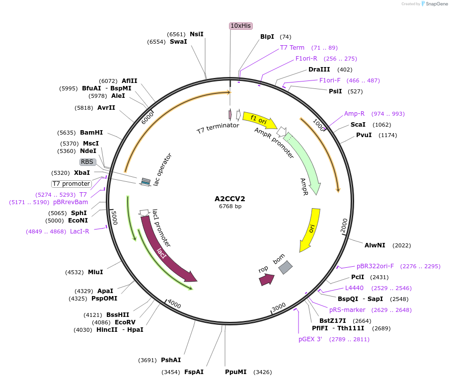 163202-plasmid-map-sequence-id-316277