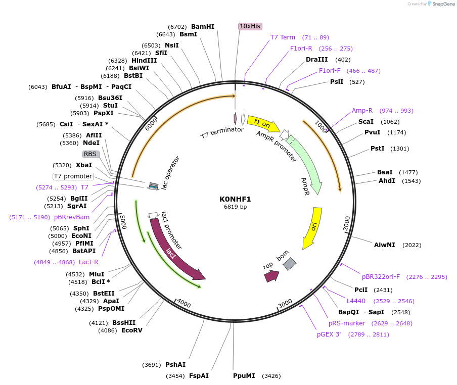 163203-plasmid-map-sequence-id-316279