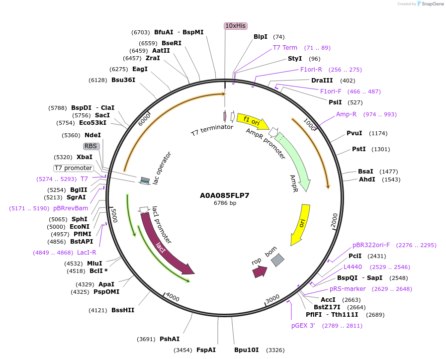 163205-plasmid-map-sequence-id-316283