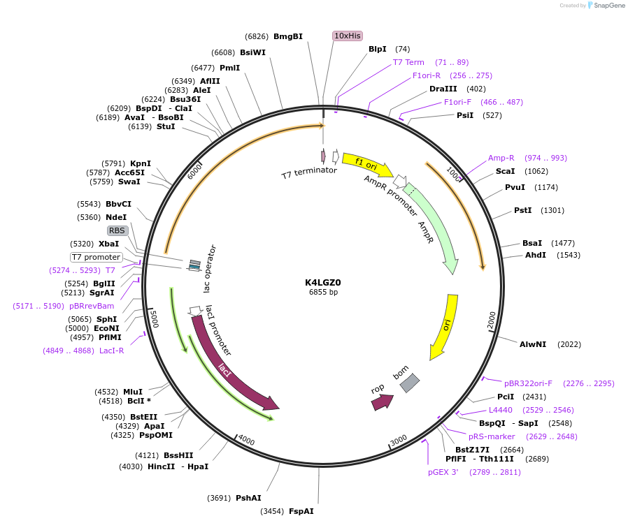 163209-plasmid-map-sequence-id-316291