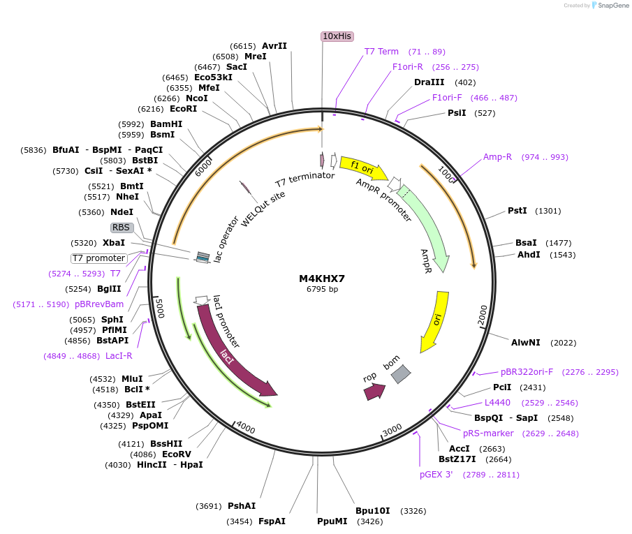 163210-plasmid-map-sequence-id-316293