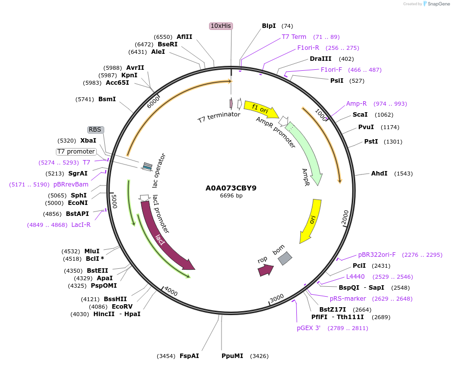 163211-plasmid-map-sequence-id-316295