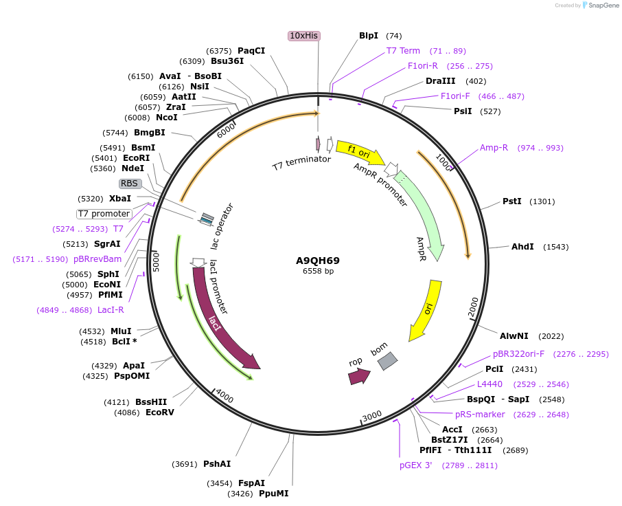 163216-plasmid-map-sequence-id-316305