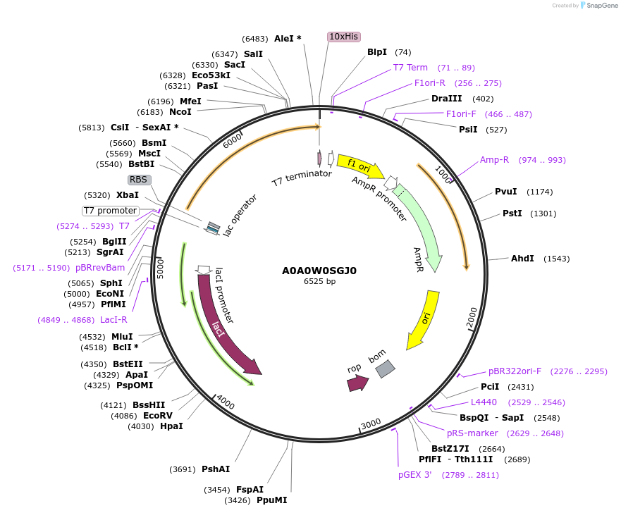 163218-plasmid-map-sequence-id-316309