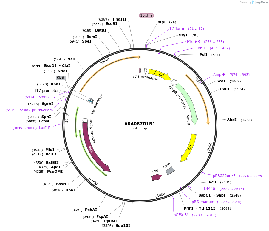 163223-plasmid-map-sequence-id-316319