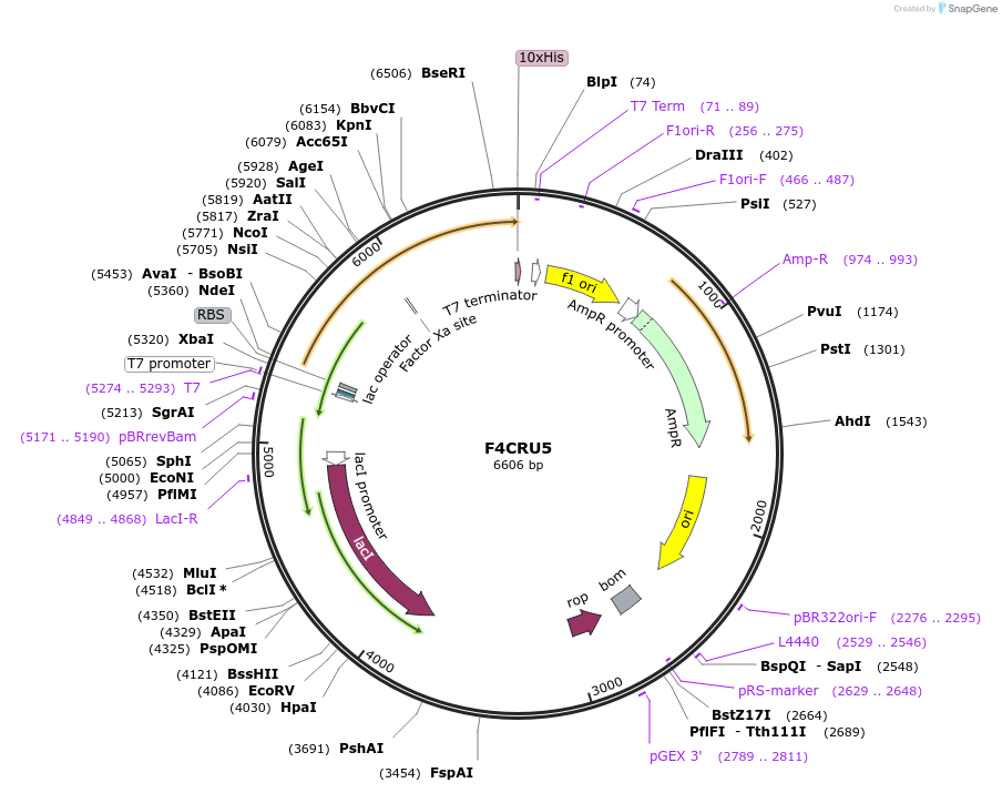 163224-plasmid-map-sequence-id-316321