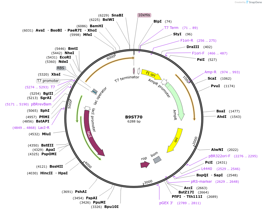 163226-plasmid-map-sequence-id-316325