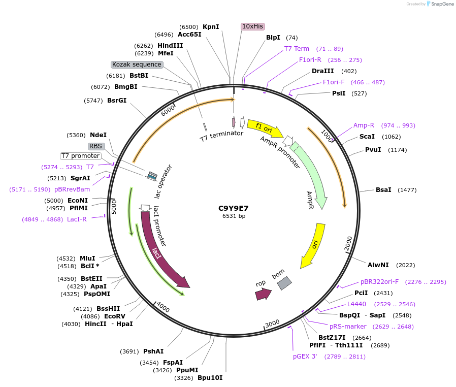 163230-plasmid-map-sequence-id-316333