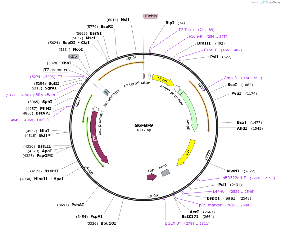 163231-plasmid-map-sequence-id-316335