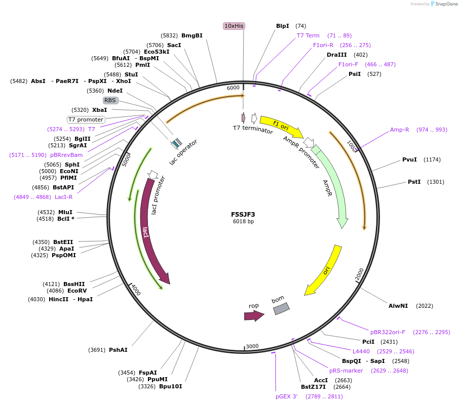 163233-plasmid-map-sequence-id-316339