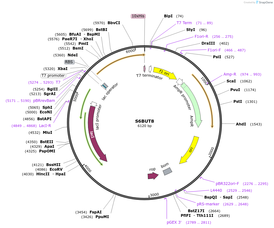 163234-plasmid-map-sequence-id-316341
