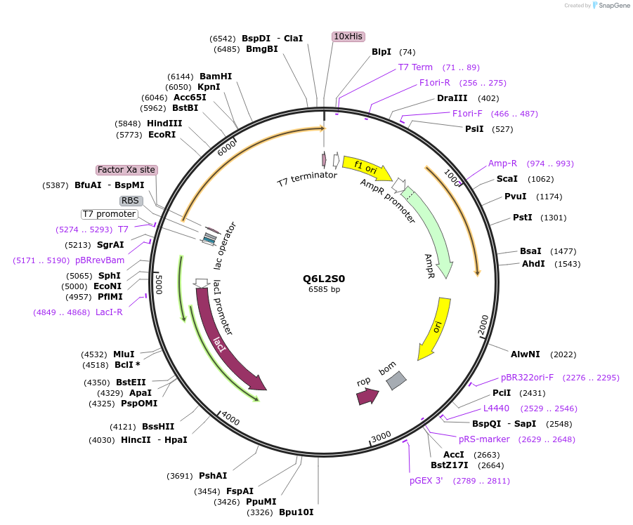 163235-plasmid-map-sequence-id-316343