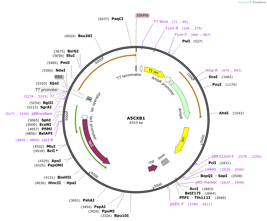163237-plasmid-map-sequence-id-316347