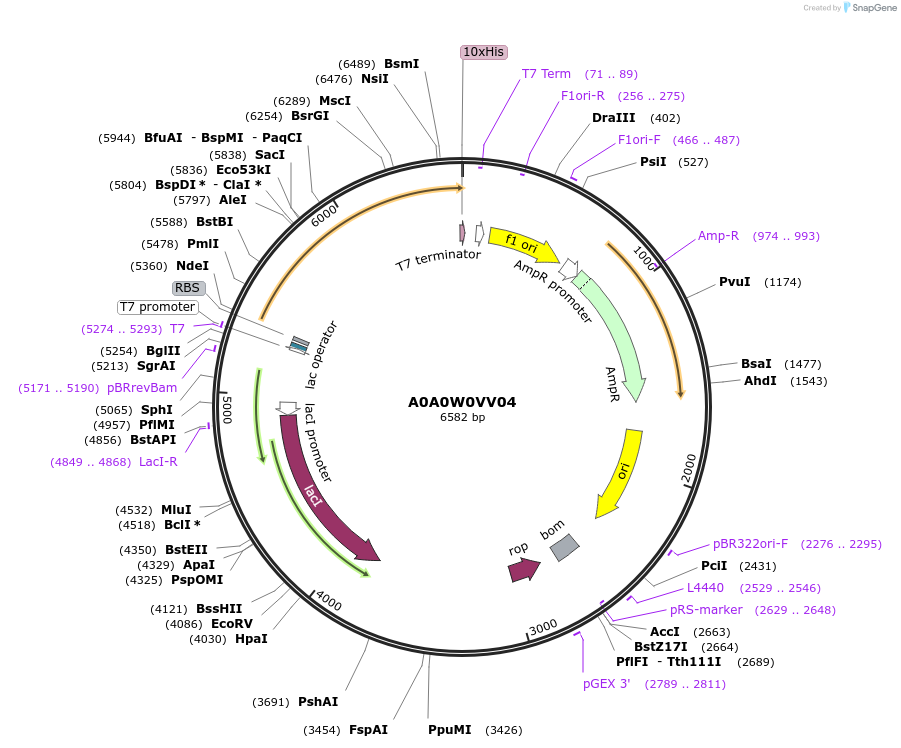 163239-plasmid-map-sequence-id-316351