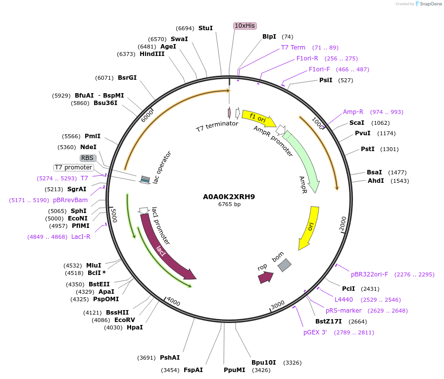 163240-plasmid-map-sequence-id-316353