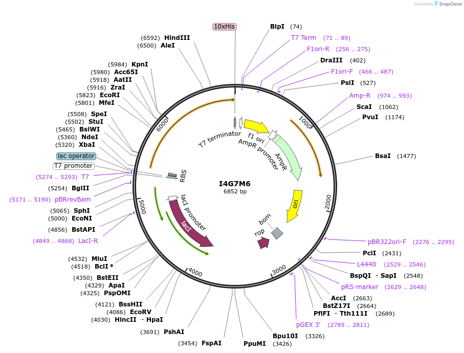163241-plasmid-map-sequence-id-316355