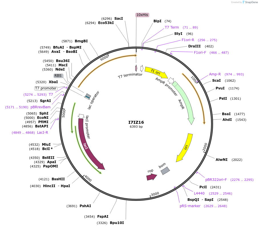 163243-plasmid-map-sequence-id-316359